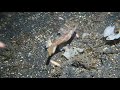 Bobbit Worm eating in Lembeh Strait