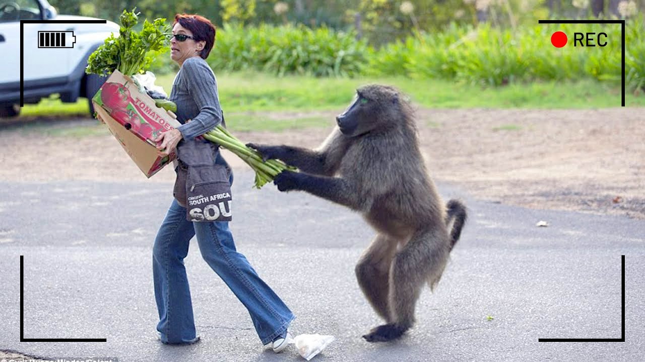 مواقف غريبة وطريفة عاشها السياح أثناء رحلاتهم... التقطتها كاميرات المراقبة!