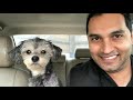 Noodle the Schnoodle: My morning routine