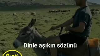 Reynmen:) Aykiz Resimi