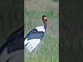 Wildlife # Saddle billed storks