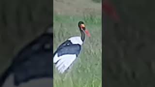 Wildlife # Saddle billed storks