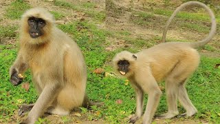 Hanuman Langur Video