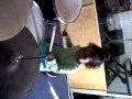 Sonali drums