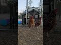 The Girls Don't Mind the Cold... Apparently