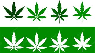 How Many Cannibas Dispensary’s are in Monroe Michigan
