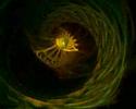 Fibonacci spirals by Apophysis