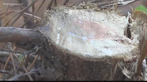Evergreen tree cut down, stolen from Virginia Beach yard days before Christmas