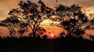 Flock of Birds animation tutorial