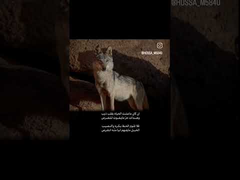 ان كان ماعشت الحياة بقلب ذيب وهدات حر ما يفوت للفرص اكسبلور اشعار قصايد قصيد