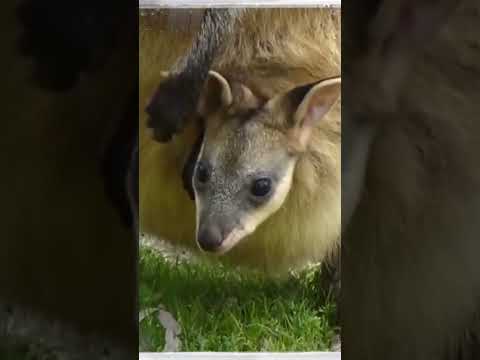 Видео: Сколько кенгурята живут в сумке мамы?