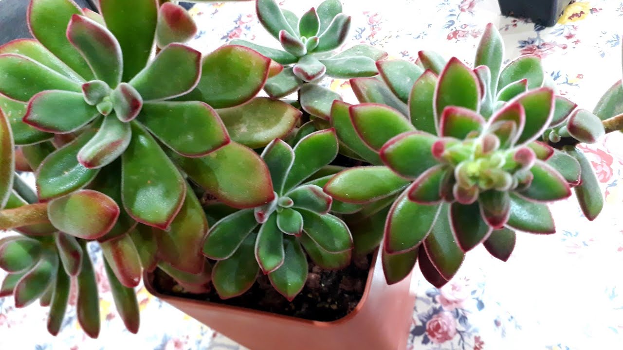 Echeveria Pulvinata / sukulent bakımı #echeveria