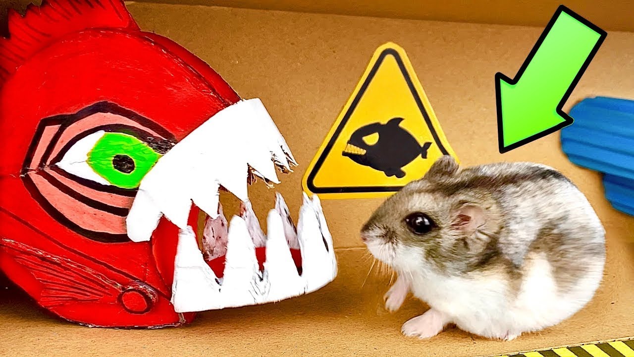 Слайм сэм лабиринты для хомяков. Hamster obstacle course. Двадцать Hamsters Dragons. Hamster Escapes the amazing Maze and Traps😱[obstacle course]😱 + Zombies.