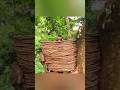 30 Days Amazon Survival 🌿 Tree Nest Shelter#survival #survivalskills