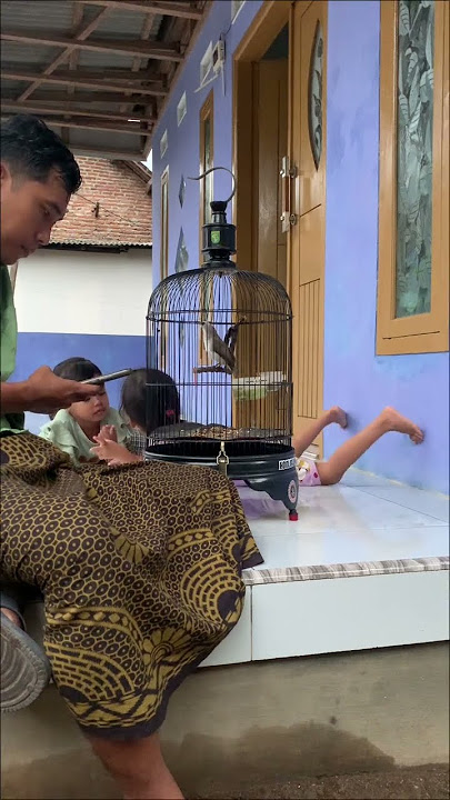 Wes sore wayae sarungan #trucuk #ropeltrucukan #kicaumanianusantara #birdsong #burungkicau #birdsong