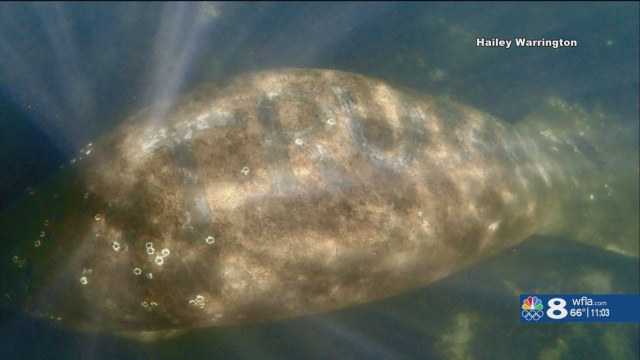 A Manatee Was Found With 'Trump' Scraped Into Its Back