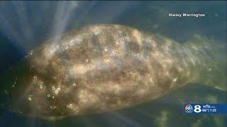 Famous Manatee with ‘Trump’ scraped into back found in Citrus County, $5K reward offered for info Net Worth
