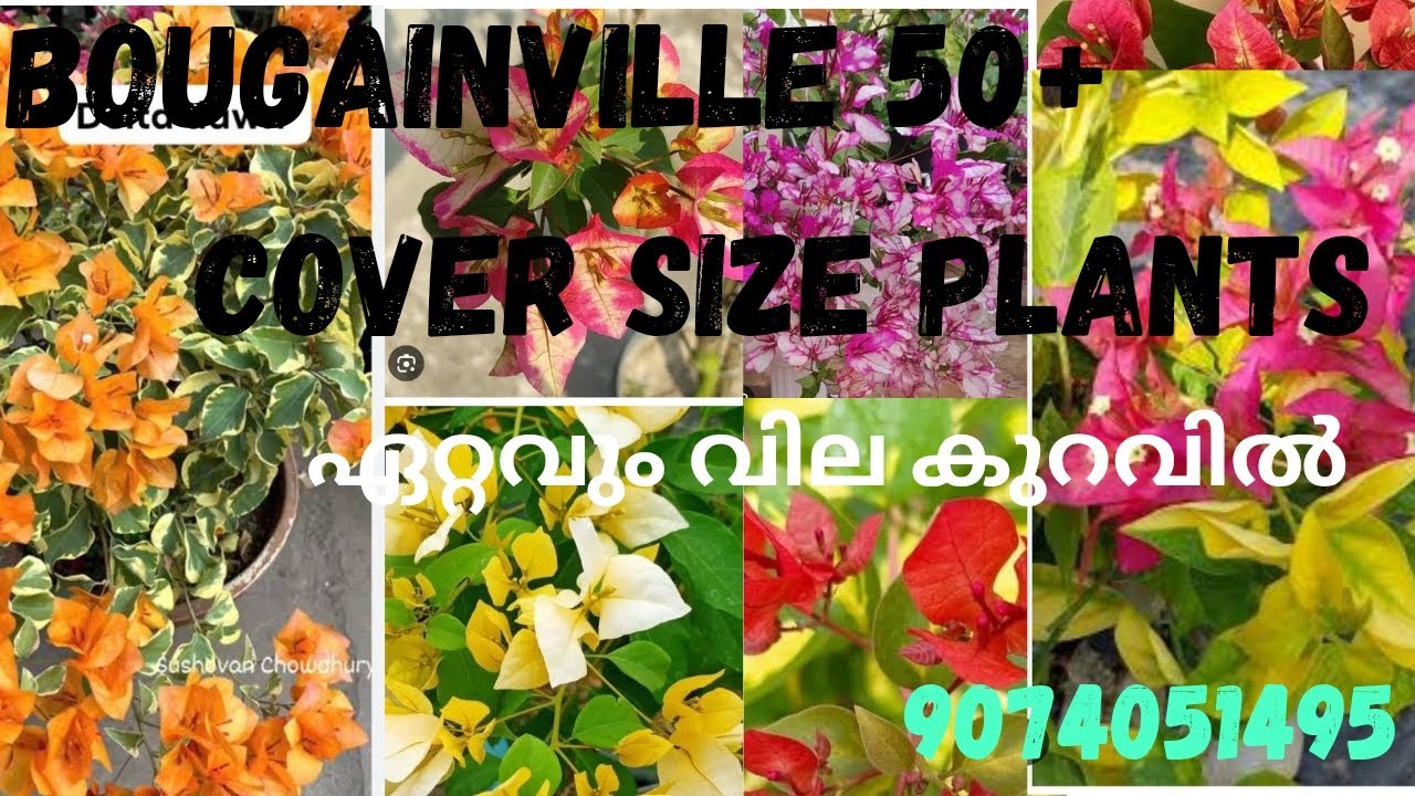 𝗕𝗼𝘂𝗴𝗮𝗶𝗻𝘃𝗶𝗹𝗹𝗲 𝗽𝗹𝗮𝗻𝘁𝘀 𝗮𝘁 𝗼𝗳𝗳𝗲𝗿 𝗽𝗿𝗶𝗰𝗲 𝗶𝗻 𝗲𝗿𝗻𝗮𝗸𝘂𝗹𝗮𝗺