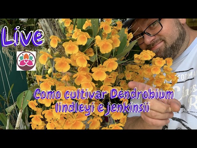 Veja a diferença entre Dendrobium lindleyi (aggregatum) e jenkinsii, tour  no orquidário - thptnganamst.edu.vn