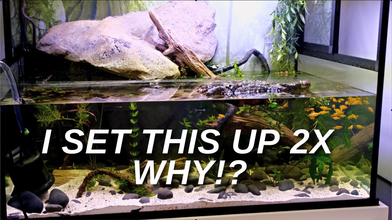 How to set Up a Turtle Tank 