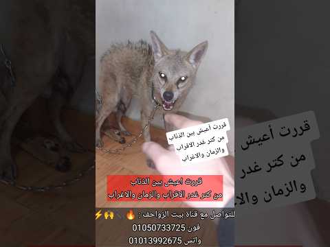 قررت أعيش بين الذئاب من كتر غدر الاقراب والزمان والاغراب 