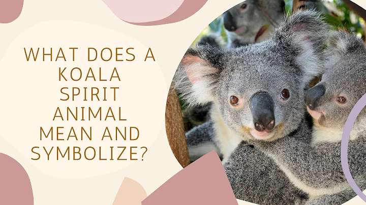 Découvrez la signification spirituelle du koala et ses symboles