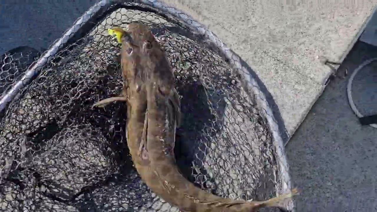 Chasing Flathead with Chasebaits curly tail prawn 