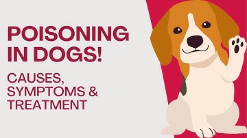 Dog Poisoning First Aid: What to Do If Your Pet is Poisoned 🐶🚨