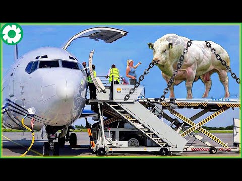 Transporting Cows This Way - Millions of Cows in the Air | Agriculture Technology - The Engine