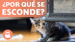 ¿Por qué mi GATO recién ADOPTADO está ASUSTADO? ❓ (Causas y Qué hacer)