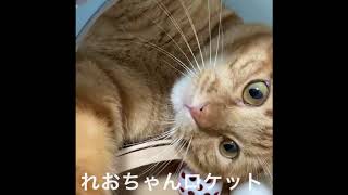 猫壱バリバリパッドコロコロボールで遊んでみた