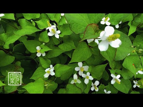 Plant Music | 植物音楽 - YouTube