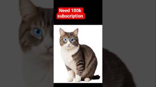 Cute cats and kittens steals my kinderjoy !!! #catvideos  #cutecats  #catlove #trendingshorts
