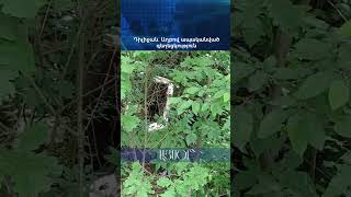 Դիլիջան․ Աղբով ապականված գեղեցկություն