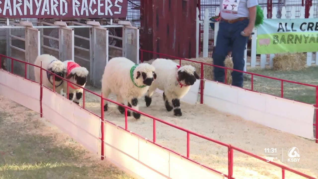 Animals race to the finish at Mid-State Fair's Barnyard Racers - YouTube