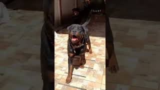 Rottweiler agresivo ataca sin control!!