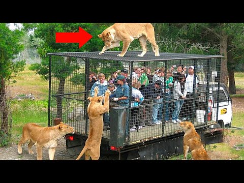Video: Moskva Zooparkı: Tarixi Və Xüsusiyyətləri