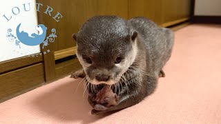 Otters Compete For Meat, Even Between Parents And Their Children. by LOUTRE 13,198 views 1 month ago 3 minutes, 56 seconds