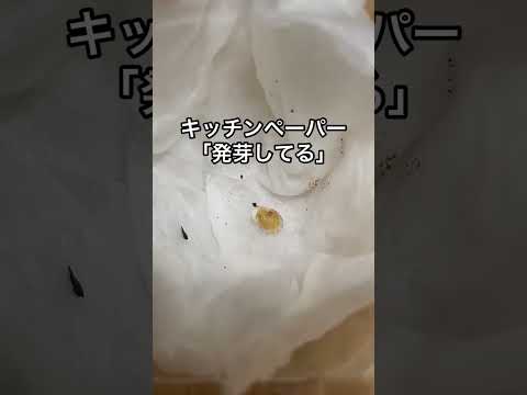 种子用ヒートマットで発芽率アップ！1,400円の秘密兵器