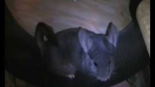 SPEED DEMON CHINCHILLA! SPEED DEMON CHINCHILLA!