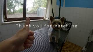 SMALL YORKIE  Grooming Yorkshire Terrier by Dlakca pet grooming 98 views 1 year ago 3 minutes, 36 seconds