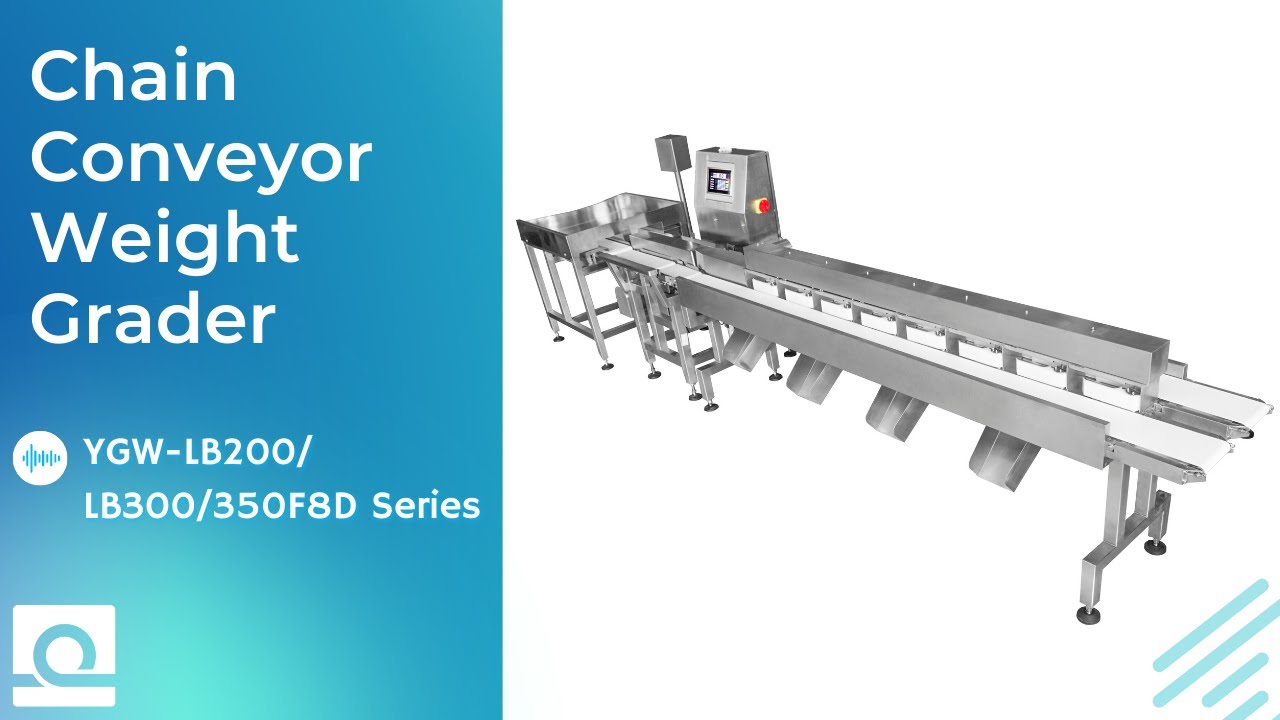 Chain Conveyor Weight Grader for Lobster Sorting and Grading | Easyweigh Equipment