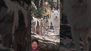 &quot;Buck The Life Saviour&quot; - Call of the Wild Edit | Камин - EMIN &amp; JONY (slowed &amp; reverb)