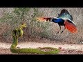 Bird vs. Snake - Mortal Combat in 2019