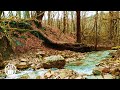 The Gentle Sound of a Mountain Stream in the Spring Forest of the Caucasus Mountains - 12 Hours