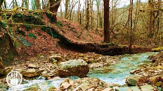 The Gentle Sound of a Mountain Stream in the Spring Forest of the Caucasus Mountains - 12 Hours