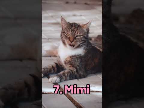 Video: 60 einzigartige und magische Namen für Katzen