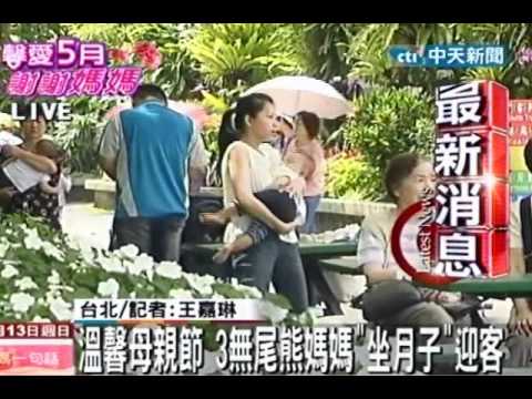 溫馨母親節 3無尾熊媽媽「坐月子」迎客