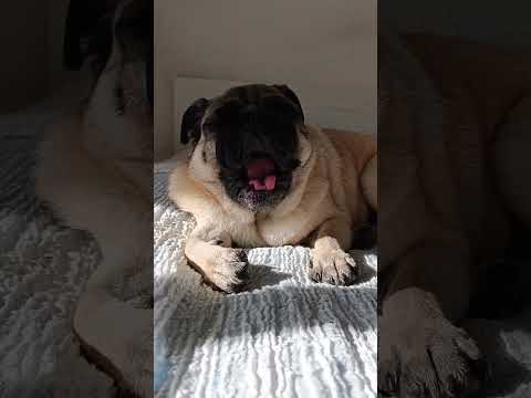 Zzzz Pug Puglife