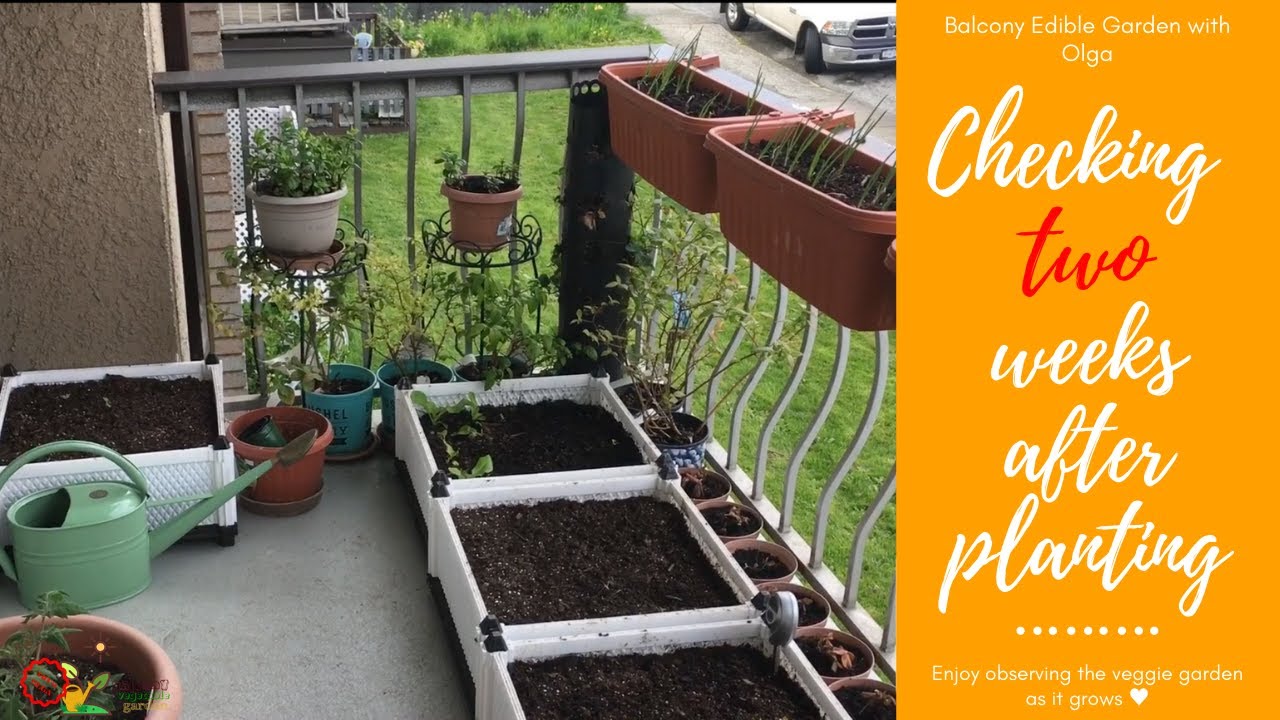 VEGETABLE GARDEN ON A BALCONY: Second week growing results - YouTube